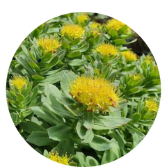 Hormone Balance Plus