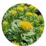 Hormone Balance Plus