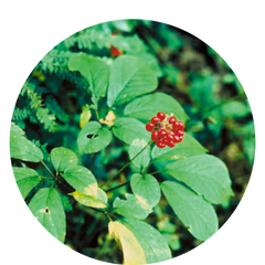 Hormone Balance Plus