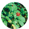Hormone Balance Plus