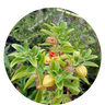 Hormone Balance Plus