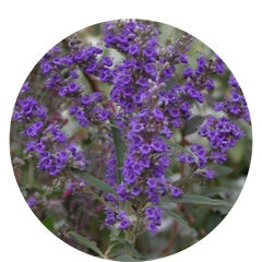 Hormone Balance Plus