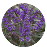 Hormone Balance Plus