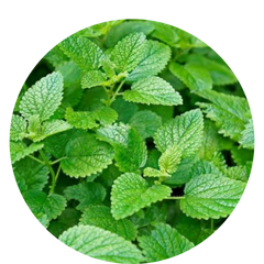 Hormone Balance Plus