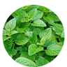 Hormone Balance Plus