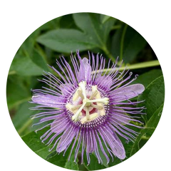 Hormone Balance Plus