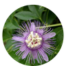 Hormone Balance Plus